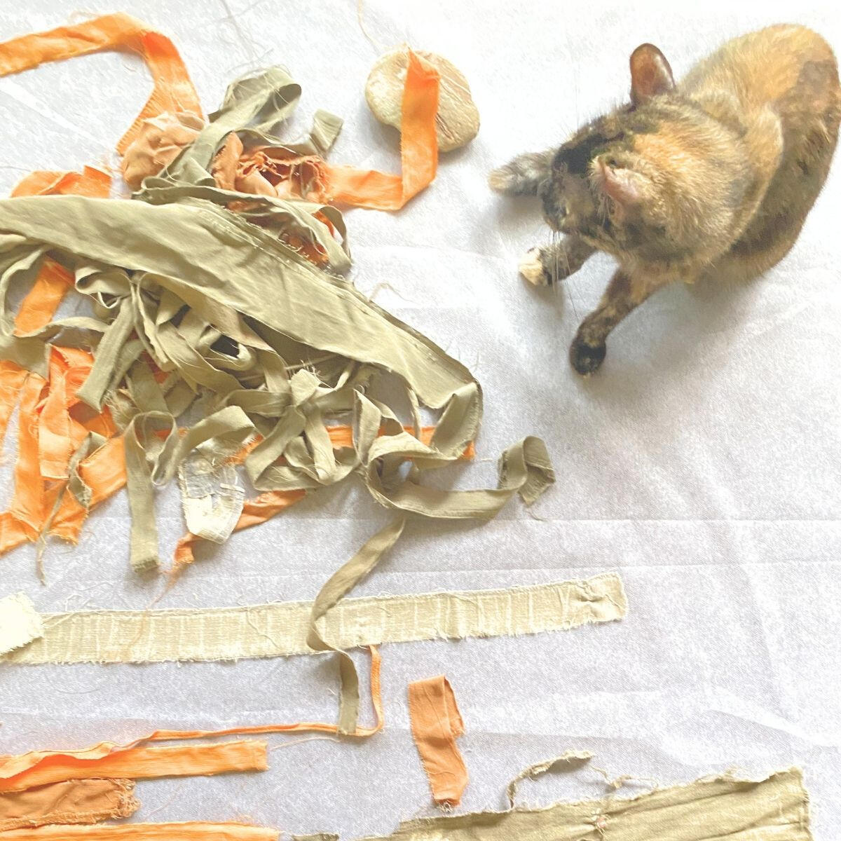 Forest Cat Cat resting on textile scraps during the processing